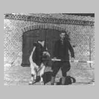 081-0012 Landarbeiter Willy Radtke, geb. 1925, mit einem Bullen auf dem Hof von Bauer Huppke.jpg